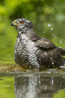 Northern goshawk (Accipiter gentilis) bathing, The Netherlands Northern goshawk (Accipiter gentilis) bathing, The Netherlands