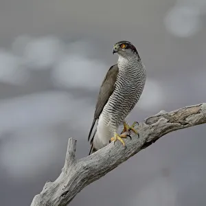 Northern Goshawk(Accipiter gentilis) on a branch, Bulgaria, February Northern Goshawk(Accipiter gentilis) on a branch, Bulgaria, February