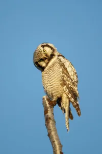 Northern Hawk Owl (Surnia ulula) preening, Varanger, Norway. June Northern Hawk Owl (Surnia ulula) preening, Varanger, Norway. June