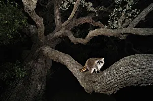 Northern raccoon (Procyon lotor) young at night climbing live Oak tree Northern raccoon (Procyon lotor) young at night climbing live Oak tree