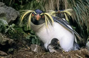 Northern rockhopper penguin (Eudyptes moseleyi) parent with chick. Gough Island, Gough Northern rockhopper penguin (Eudyptes moseleyi) parent with chick. Gough Island, Gough