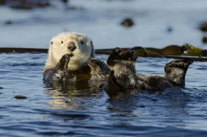 Northern sea otter (Enhydra lutris kenyoni) floating amongst bull kelp, Vancouver Island Northern sea otter (Enhydra lutris kenyoni) floating amongst bull kelp, Vancouver Island