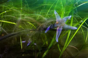 Northern sea star (Asterias rubens), two feeding in Eelgrass (Zostera marina) bed Northern sea star (Asterias rubens), two feeding in Eelgrass (Zostera marina) bed