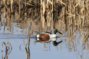 Northern shoveler drake (Anas clypeata) reflected in calm water as it swims among reeds Northern shoveler drake (Anas clypeata) reflected in calm water as it swims among reeds