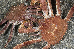 Northern stone crab (Lithodes maja) pair, Trondheimsfjorden, Norway, February 2009 Northern stone crab (Lithodes maja) pair, Trondheimsfjorden, Norway, February 2009