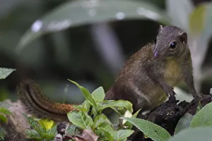 Northern tree shrew (Tupaia belangeri) feeding on insects from a tree trunk in Baihualing Northern tree shrew (Tupaia belangeri) feeding on insects from a tree trunk in Baihualing