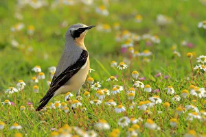 Northern wheatear (Oenanthe oenanthe) Arcos de la Frontera, southern Spain. April Northern wheatear (Oenanthe oenanthe) Arcos de la Frontera, southern Spain. April