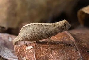 Nosy Be Pygmy Leaf Chameleon (Brookesia minima) female, worlds smallest reptile Nosy Be Pygmy Leaf Chameleon (Brookesia minima) female, worlds smallest reptile