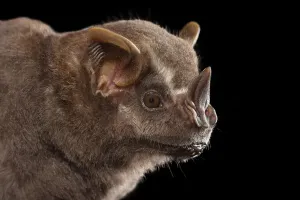 Prints of Neotropical fruit bat (Artibeus intermedius) portrait, nectarivorous bat (Phyllostomidae). Yucatan Peninsula, Mexico Intermedius Prints: Neotropical Fruit Bat Print