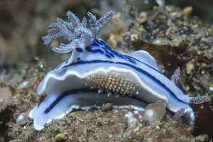 Nudibranch (Chromodoris willani) with a scale worm. Lembeh Strait, North Sulawesi, Indonesia Nudibranch (Chromodoris willani) with a scale worm. Lembeh Strait, North Sulawesi, Indonesia
