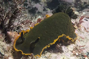 Nudibranch (Dendrodoris limbata) Jersey, British Channel Islands, June Nudibranch (Dendrodoris limbata) Jersey, British Channel Islands, June