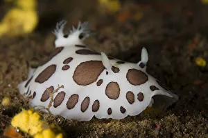 Nudibranch, Deserta Grande, Desertas Islands, Madeira, Portugal, August 2009 Nudibranch, Deserta Grande, Desertas Islands, Madeira, Portugal, August 2009