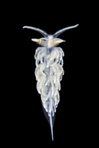 Nudibranch (Flabellina lineata) in aquarium, taken in the field in Gulen, Norway Nudibranch (Flabellina lineata) in aquarium, taken in the field in Gulen, Norway