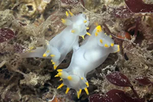 Nudibranchs mating (Polycera faeroensis) Sark, British Channel Islands, July Nudibranchs mating (Polycera faeroensis) Sark, British Channel Islands, July