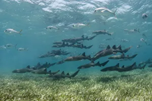 Nurse shark (Ginglymostoma cirratum) and Horse-eye jacks (Caranx latus) Shark Ray Alley Nurse shark (Ginglymostoma cirratum) and Horse-eye jacks (Caranx latus) Shark Ray Alley
