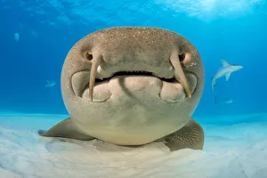 Nurse shark (Ginglymostoma cirratum) portrait, resting on the sand in shallow water Nurse shark (Ginglymostoma cirratum) portrait, resting on the sand in shallow water