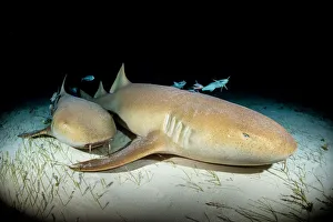 Nurse sharks (Ginglymostoma cirratum) over seagrass at night. White spiracle behind eye is visible Nurse sharks (Ginglymostoma cirratum) over seagrass at night. White spiracle behind eye is visible