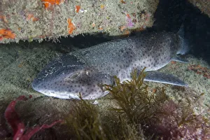 Nursehound (Scyliorhinus stellaris) Sark, British Channel Islands, August Nursehound (Scyliorhinus stellaris) Sark, British Channel Islands, August