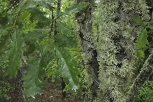 Oak leaves and lichen in forest, Konjsko region, Galicica National Park, Macedonia Oak leaves and lichen in forest, Konjsko region, Galicica National Park, Macedonia