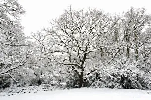 Oak tree (Quercus robur) covered in snow, Epping Forest, London, UK, January Oak tree (Quercus robur) covered in snow, Epping Forest, London, UK, January
