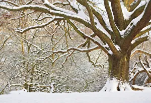 Oak tree (Quercus robur) in snow, Hampstead Heath, London, UK, January 2013 Oak tree (Quercus robur) in snow, Hampstead Heath, London, UK, January 2013