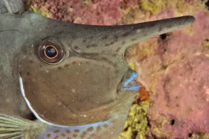 Ocean Pacifique - Nouvelle caledonie - Gros plan de la tete d'un nason licorne Ocean Pacifique - Nouvelle caledonie - Gros plan de la tete d'un nason licorne