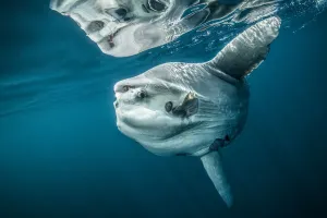 Ocean sunfish (Mola mola) off Halifax, Nova Scotia, Canada. July Ocean sunfish (Mola mola) off Halifax, Nova Scotia, Canada. July
