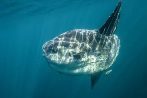 Ocean sunfish (Mola mola) off Halifax, Nova Scotia, Canada. July Ocean sunfish (Mola mola) off Halifax, Nova Scotia, Canada. July