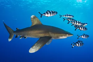 Oceanic whitetip shark (Carcharhinus longimanus) accompanied by a group of Pilotfish Oceanic whitetip shark (Carcharhinus longimanus) accompanied by a group of Pilotfish