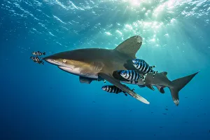 Oceanic whitetip shark (Carcharhinus longimanus) accompanied by pilotfish (Naucrates Oceanic whitetip shark (Carcharhinus longimanus) accompanied by pilotfish (Naucrates
