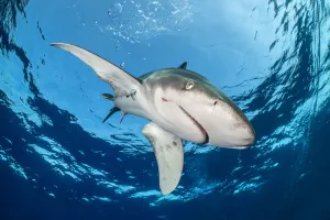 Oceanic whitetip shark (Carcharhinus longimanus) is framed by the surface Oceanic whitetip shark (Carcharhinus longimanus) is framed by the surface