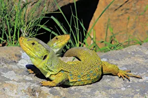 Ocellated or jewelled lizards (Timon lepidus) basking on rocks Ocellated or jewelled lizards (Timon lepidus) basking on rocks