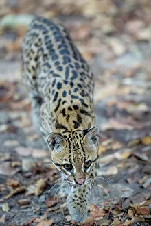 Pantanal Wildlife Images Prints: Ocelot (Leopardus pardalis) portrait, Transpantaneira, Pantanal, Mato Grosso, Brazil
