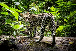 Ocelot (Leopardus pardalis) in rainforest, Costa Rica, Central America, 2016 Ocelot (Leopardus pardalis) in rainforest, Costa Rica, Central America, 2016