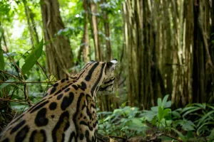 Ocelot (Leopardus pardalis) sitting on forest floor, Costa Rica, Central America, 2016 Ocelot (Leopardus pardalis) sitting on forest floor, Costa Rica, Central America, 2016