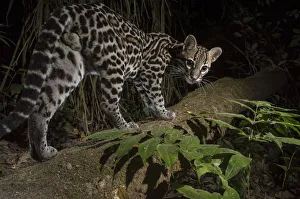 Ocelot (Leopardus pardalis) walking, camera trap image, Nicoya Peninsula, Costa Rica Ocelot (Leopardus pardalis) walking, camera trap image, Nicoya Peninsula, Costa Rica