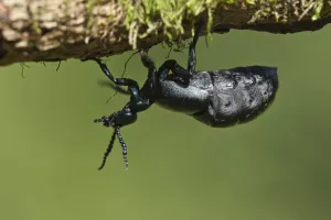 Oil Beetle (Meloe proscarabaeus). Powerstock Common, Dorset, England, UK, April Oil Beetle (Meloe proscarabaeus). Powerstock Common, Dorset, England, UK, April