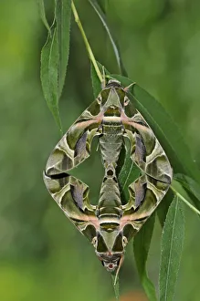 Two Oleander Hawkmoths (Daphnis nerii) at rest on leaves Two Oleander Hawkmoths (Daphnis nerii) at rest on leaves