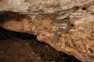 Northern Territory Animals Prints: Olive python (Liasis olivaceus) sub-adult