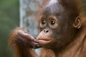 Orang utan baby (Pongo pygmaeus) head portrait, holding fingers to mouth, Semengoh Nature reserve Orang utan baby (Pongo pygmaeus) head portrait, holding fingers to mouth, Semengoh Nature reserve
