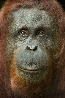 Orang utan (Pongo pygmaeus) head portrait of female, Semengoh Nature reserve, Sarawak Orang utan (Pongo pygmaeus) head portrait of female, Semengoh Nature reserve, Sarawak