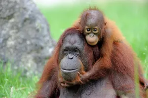 Orang utan (Pongo pygmaeus pygmaeus) portrait of mother with baby, occurs in Borneo Orang utan (Pongo pygmaeus pygmaeus) portrait of mother with baby, occurs in Borneo