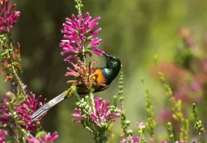 Orange breasted sunbird (Anthobaphes violacea), male nectaring on Heather (Erica sp) Orange breasted sunbird (Anthobaphes violacea), male nectaring on Heather (Erica sp)