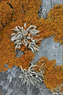 Orange coloured Seashore Lichens (Xanthoria parietina) and Sea Ivory (Ramalina siliquosa Orange coloured Seashore Lichens (Xanthoria parietina) and Sea Ivory (Ramalina siliquosa