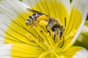 Orange legged furrow bee (Halictus rubicundus) feeding on Poached egg flower (Limnanthes Orange legged furrow bee (Halictus rubicundus) feeding on Poached egg flower (Limnanthes
