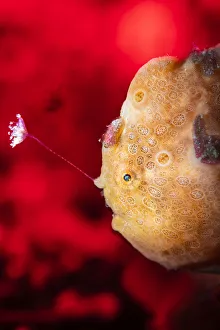 Orange painted frogfish (Antennarius pictus) fishing Orange painted frogfish (Antennarius pictus) fishing