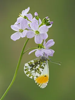 Orange tip butterfly (Anthocaris cardamines) on Cuckoo flower / Lady' Orange tip butterfly (Anthocaris cardamines) on Cuckoo flower / Lady'