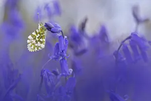 Orange Tip Butterfly (Anthocharis cardamines) male resting on Bluebell (Endymion Orange Tip Butterfly (Anthocharis cardamines) male resting on Bluebell (Endymion