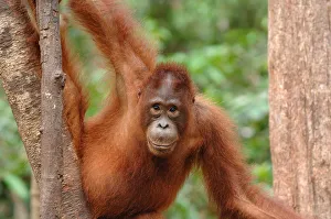 Orangutan {Pongo pygmaeus} adult in tree, Rehabilitation sanctuary Orangutan {Pongo pygmaeus} adult in tree, Rehabilitation sanctuary