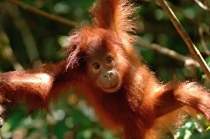 Orangutan {Pongo pygmaeus} baby swinging in the trees, Rehabilitation sanctuary Orangutan {Pongo pygmaeus} baby swinging in the trees, Rehabilitation sanctuary
